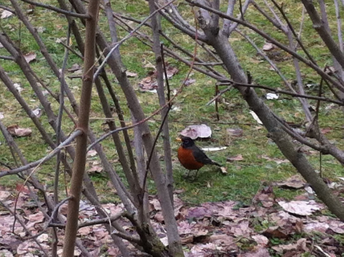 American Robin