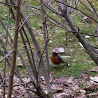 American Robin