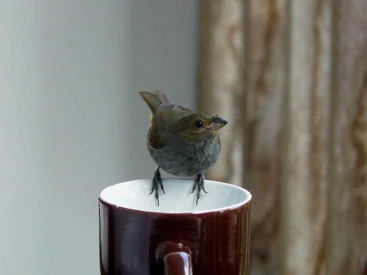 Lesser Antillian bullfinch