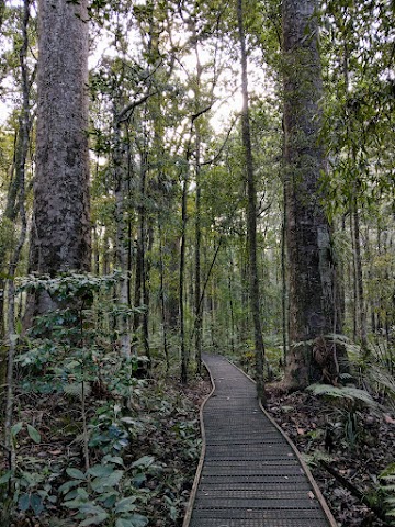 Trounson Kauri Park Northland Kauri Trees