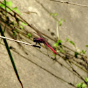 Roseate Skimmer