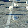 Herring Gull