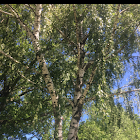 European White Birch (Variety)