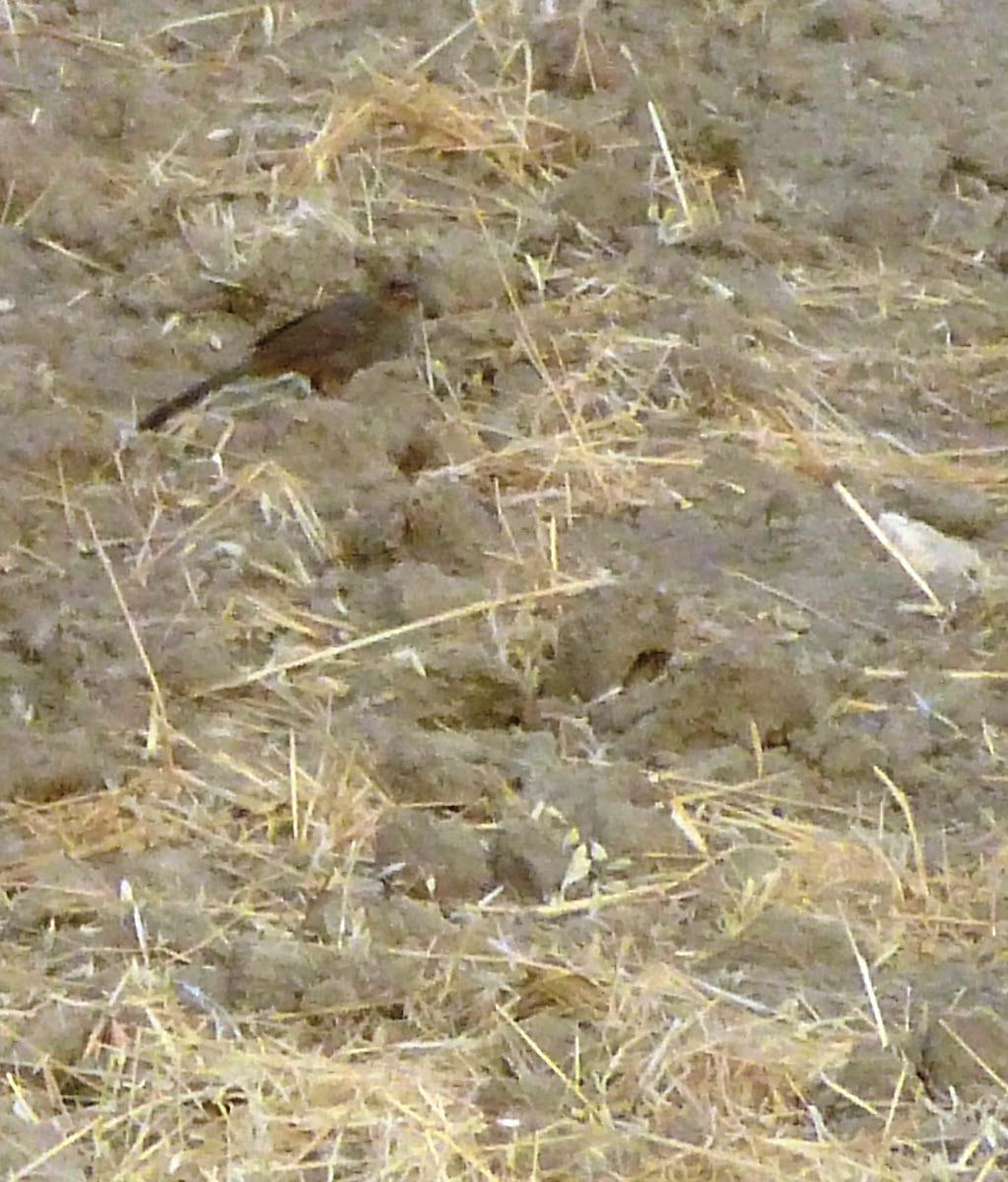 California Towhee