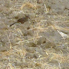 California Towhee