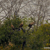 Indian vultures