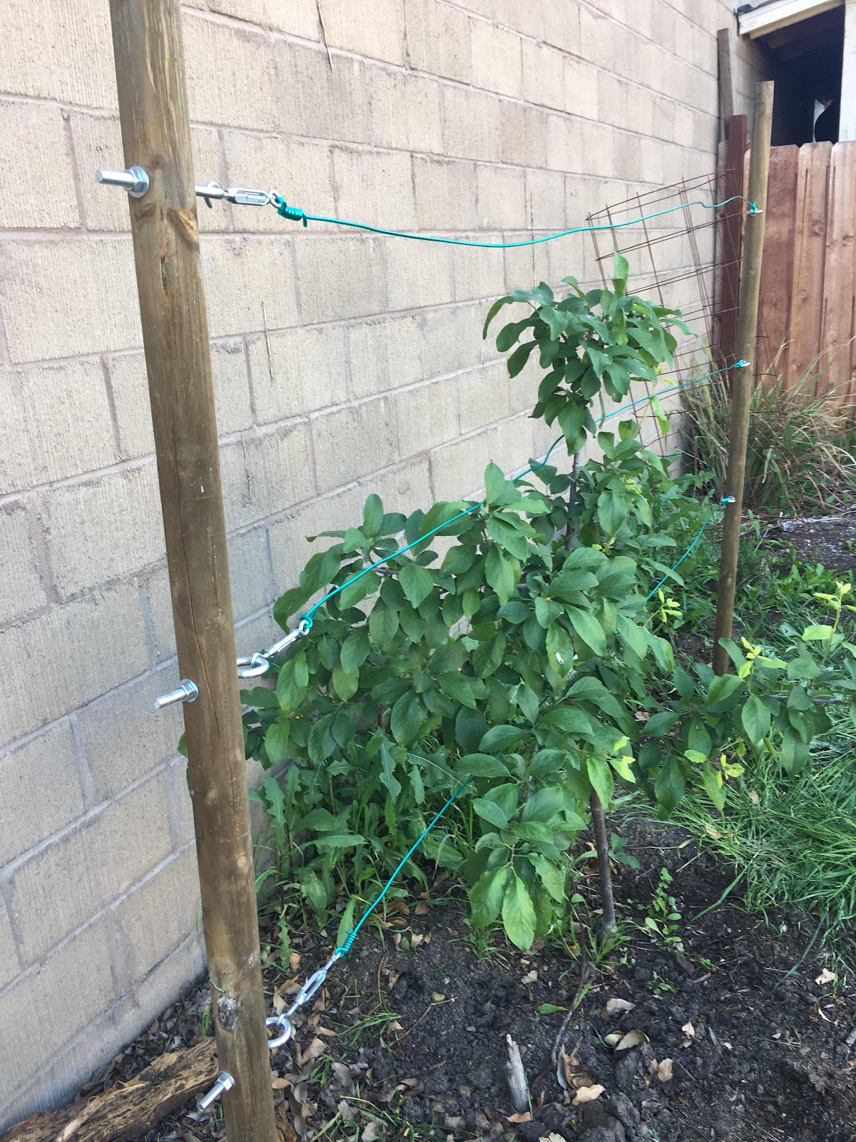 Plum tree before attaching to espalier wires