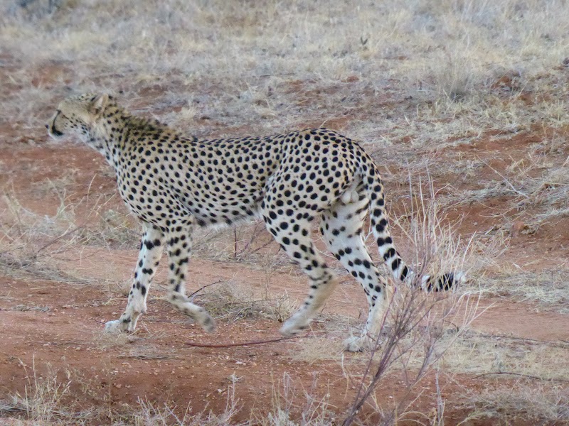 RESERVA NACIONAL DE SAMBURU Y BUFFALO SPRING - Un poquito de Kenia: Lagos Naivasha y Nakuru, Samburu y Masai Mara (15)