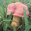 Smith's Boletus