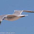 Audouin's Gull; Gaviota de Audouin