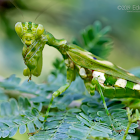 Mantis acontista mexicana