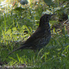 Song Thrush; Zorzal Común