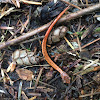 Western Red-backed Salamander