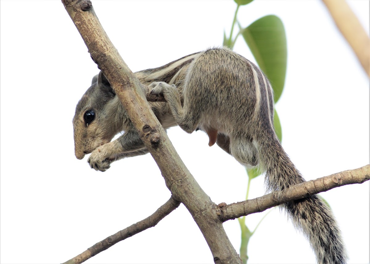 Indian Palm Squirrel