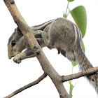 Indian Palm Squirrel