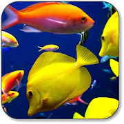 Fish Wallpaper  Icon