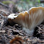 Russula