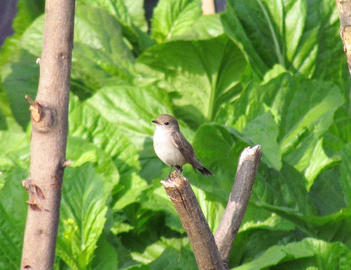 Taiga flycatcher