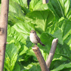 Taiga flycatcher