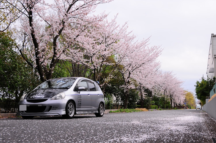 フィットの桜と一緒・モニター動くといいよねに関するカスタム事例の投稿画像1枚目