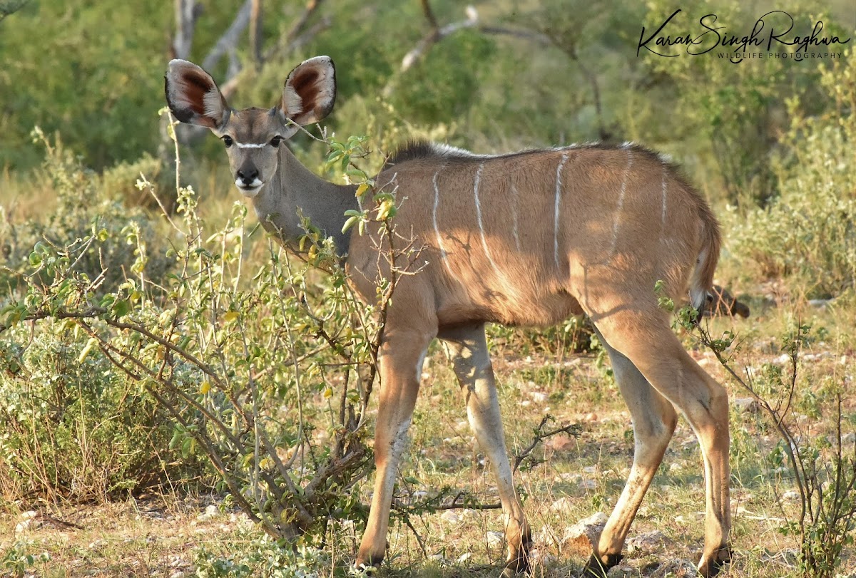 Kudu  -  Greater Kudu; Swahili-Tandala