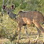 Kudu  -  Greater Kudu; Swahili-Tandala