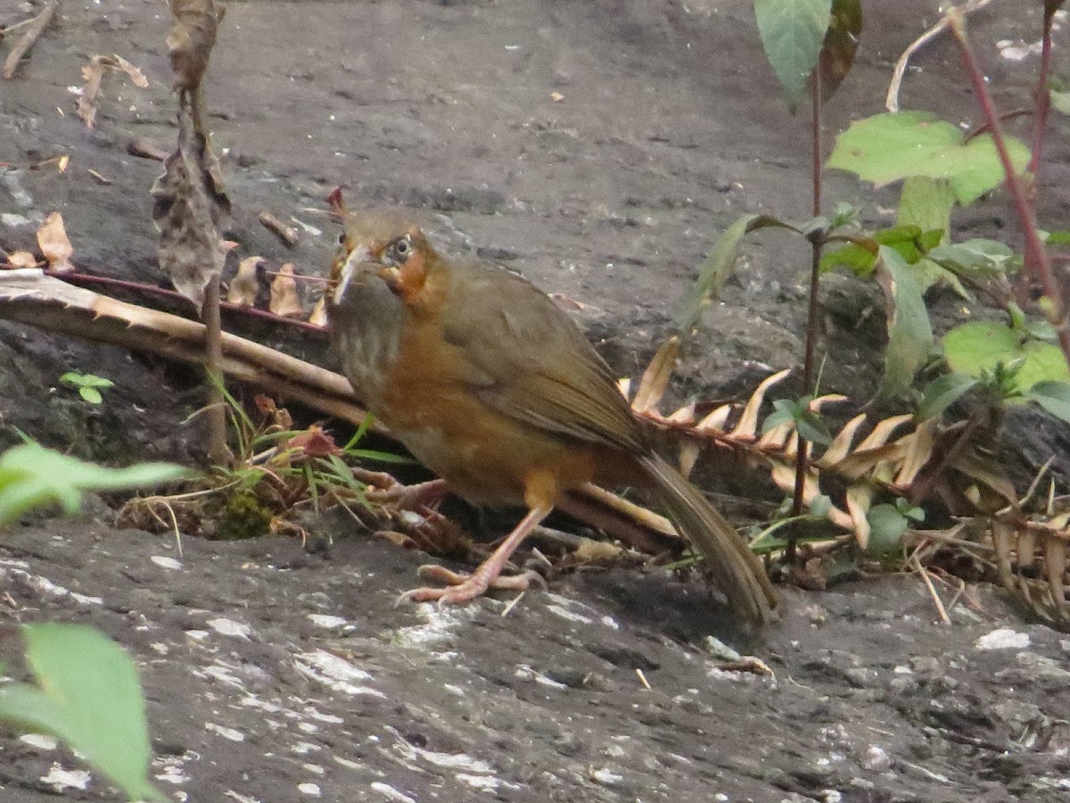 Rusty Cheeked Scimitar Babbler