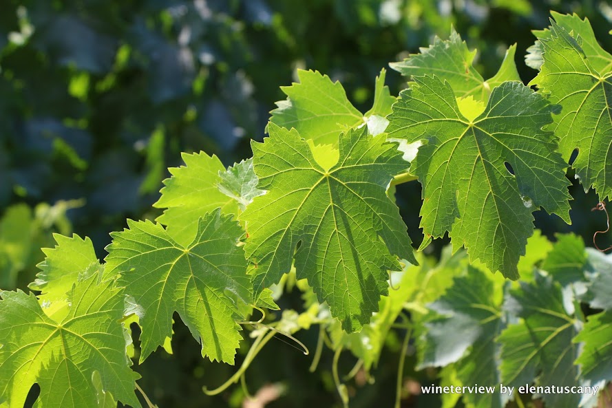 grape, sangiovese, montalcino, vigna, vigneto 