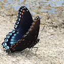 Red-spotted Purple