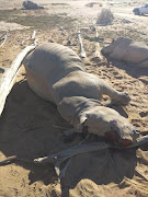 One of the rhinos killed by poachers for their horns on Wednesday night. One of the rhinos had a synthetic horn, which is worthless to the poachers. 