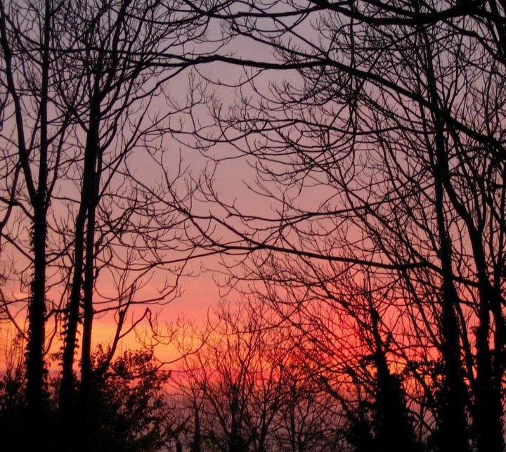 Tra gli alberi di FRED MILLER