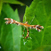 Himmelman's plume moth