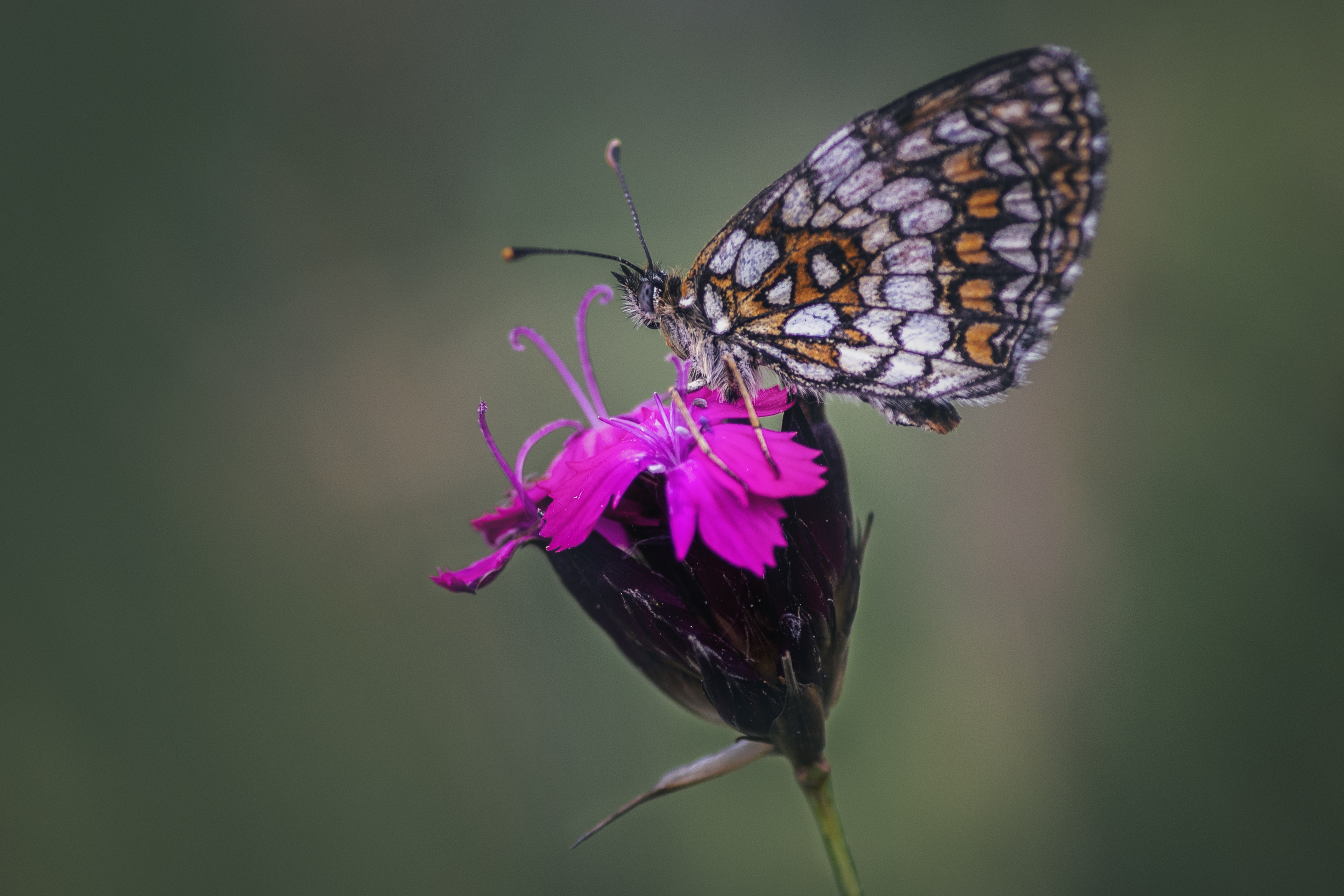 Madame Butterfly di Sara_V_98