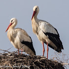 White Stork; Cigüeña Blanca