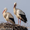 White Stork; Cigüeña Blanca