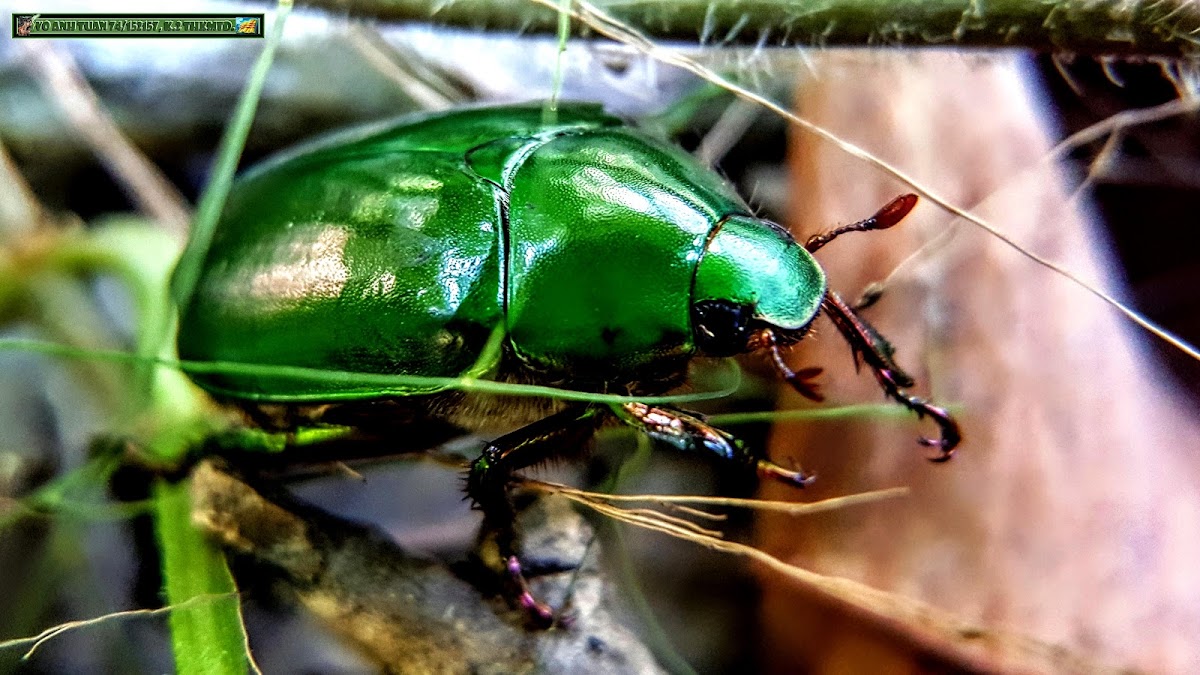 Emerald euphoria.