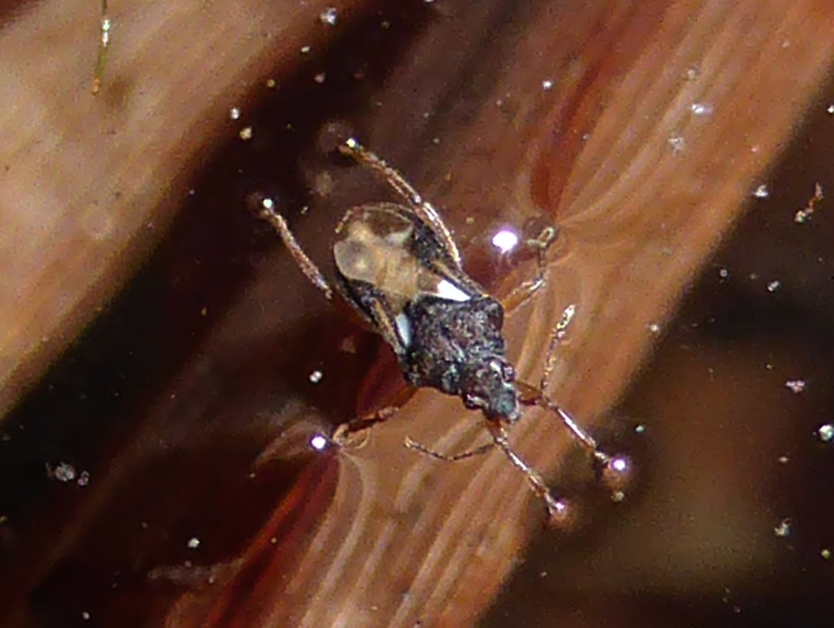 Velvet Water Bug