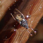 Velvet Water Bug