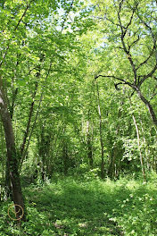 terrain à Gélannes (10)