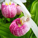 Lady Slipper