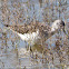 Greenshank; Archibebe Claro