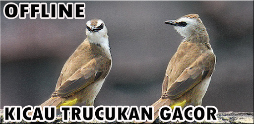 Kicau Burung Trucukan Masteran Apk App Free Download For Android