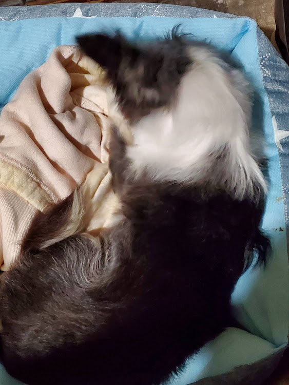セルボのお疲れ様でした・夕焼け・ウインドウフィルム・ゆずちゃん🐶・おやすみなさいに関するカスタム事例の投稿画像9枚目