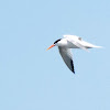 Royal tern