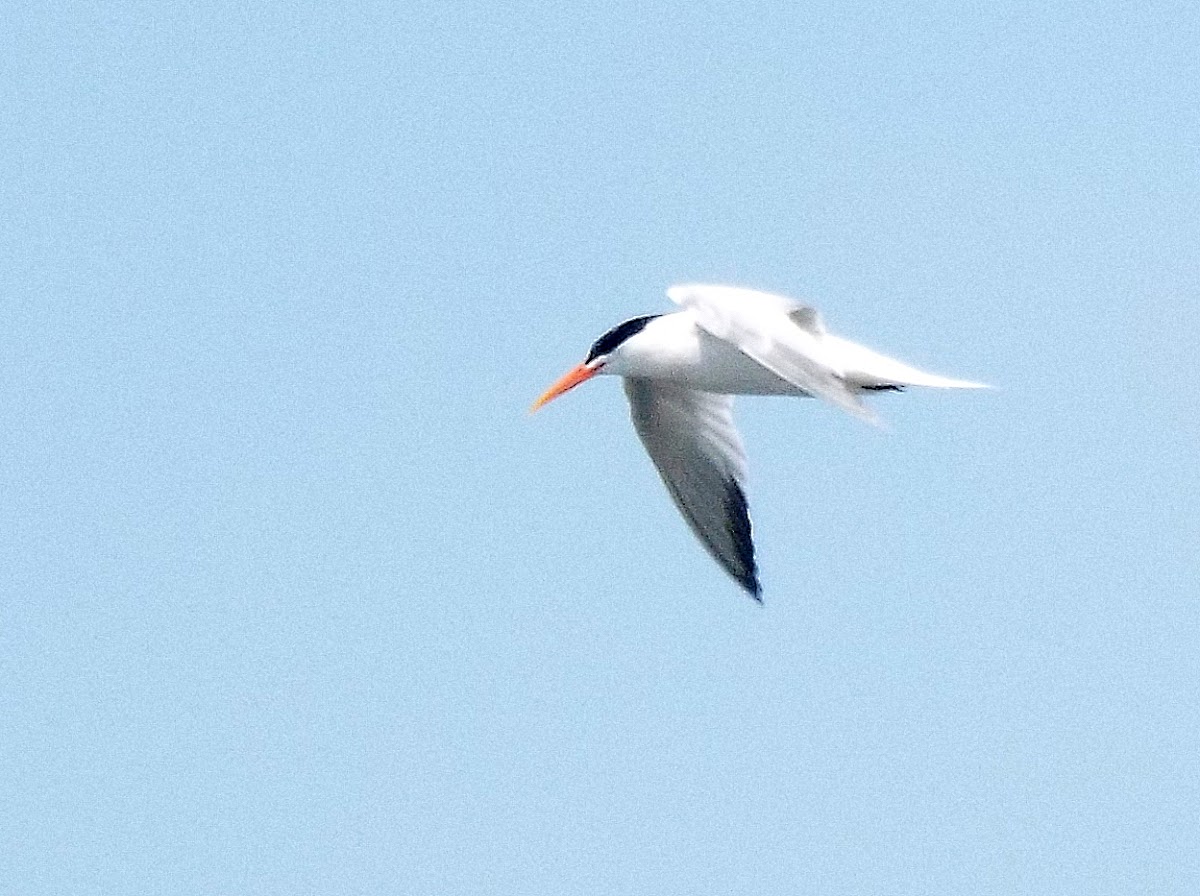 Royal tern