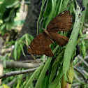 Common Castor