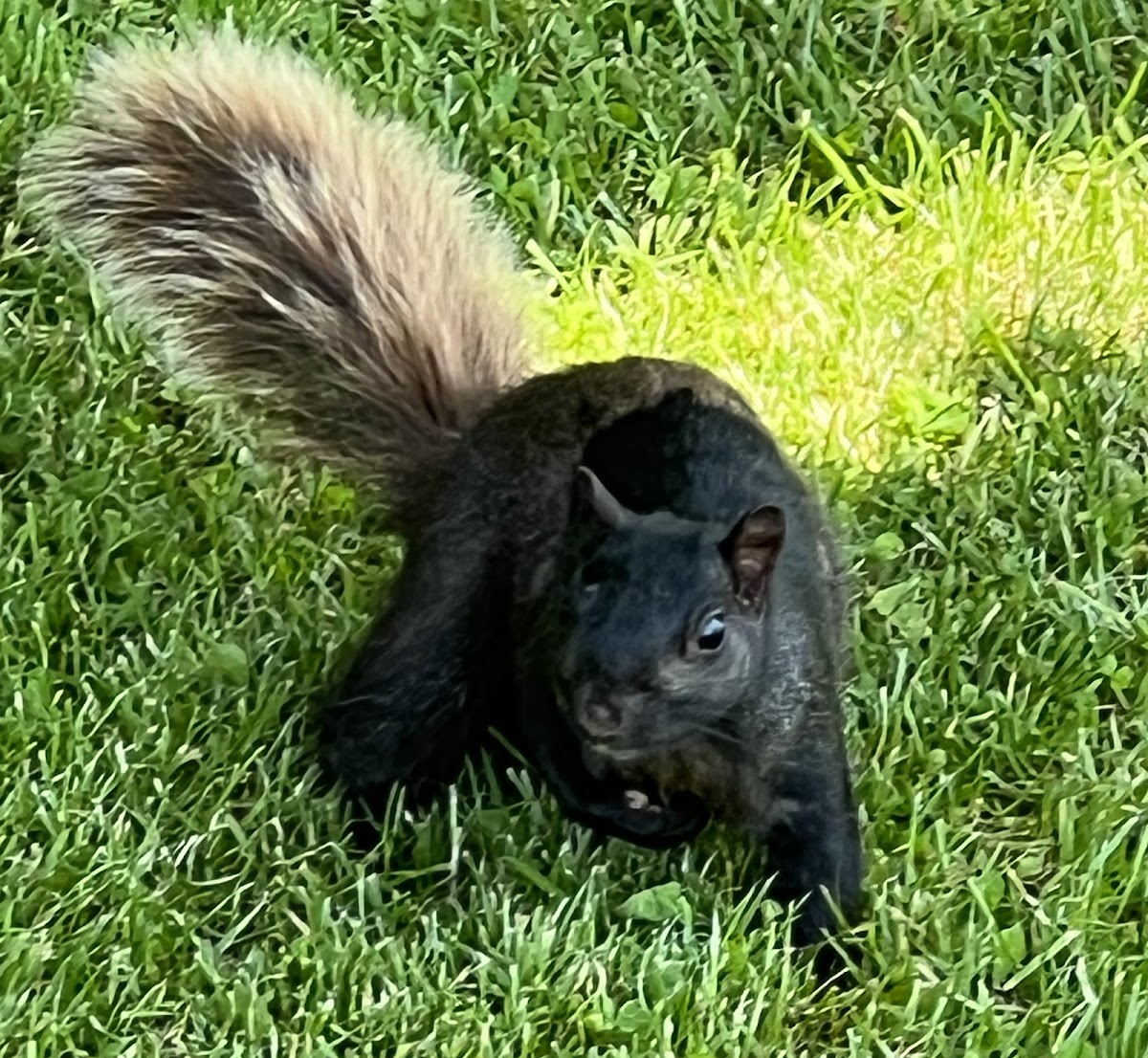 unidentified squirrel