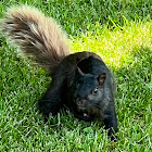 unidentified squirrel