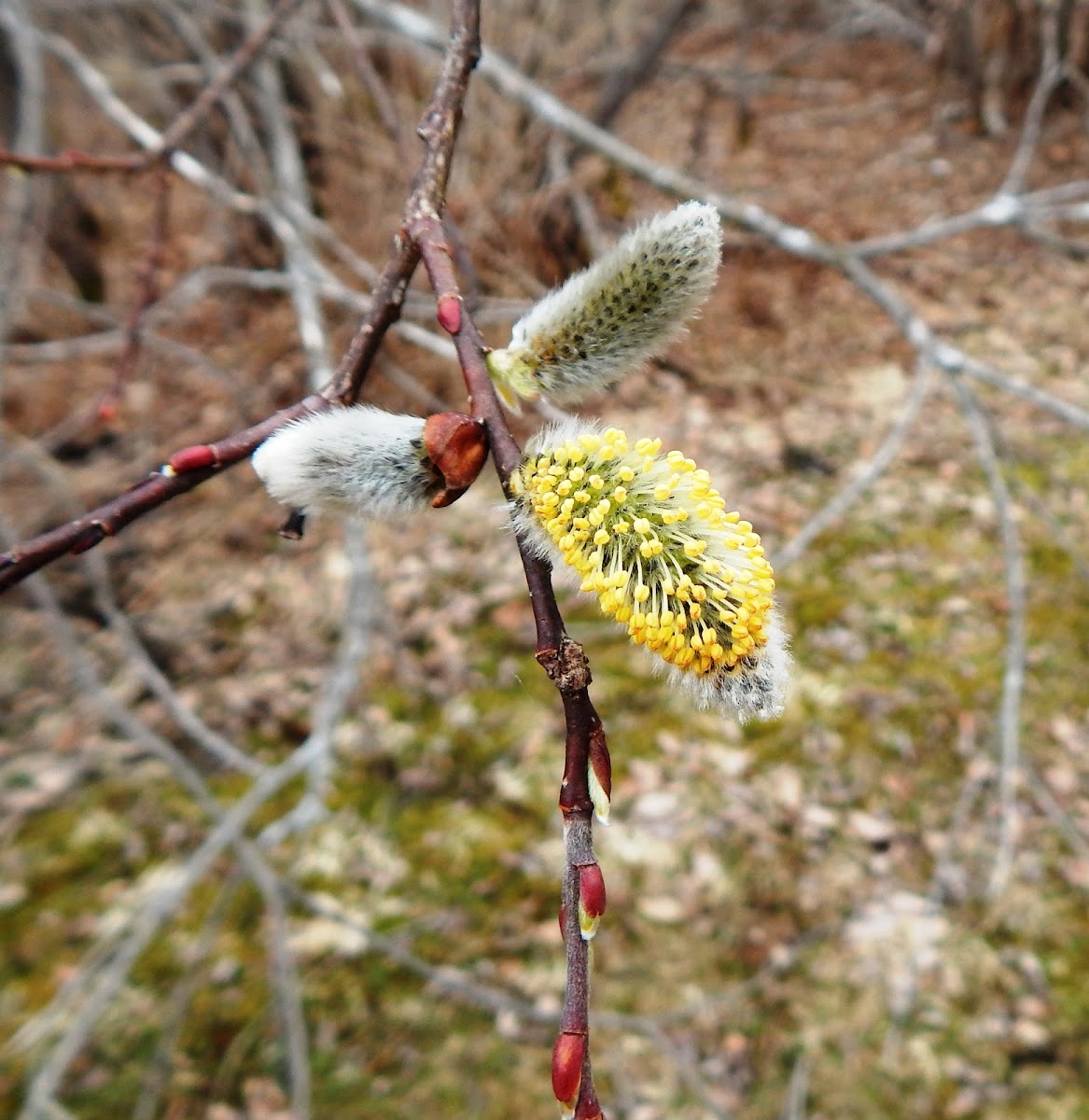 Pussy Willow