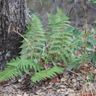 Lady Fern